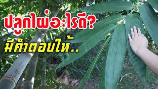 ปลูกไผ่อะไรดี? ผมมีคำตอบให้