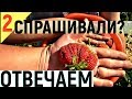 КЛУБНИКА ИЗ СВОИХ СЕМЯН  - СТАРЫЕ СОРТА КЛУБНИКИ!