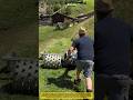 This Spiked-Wheel Mower Conquers Steep Hills Without Slipping! ⛰️🌱