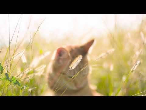 💗💖 Cute cat in the nature 😻😍 | Beautiful WhatsApp status