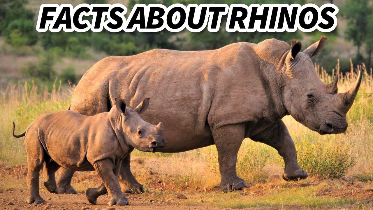 Rhino Facts: the LIVING UNICORN 🦄 Animal Fact Files - YouTube