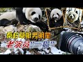 熊猫演艺界老演员一猫 秦岭野生的草根男明星 央视认证的七仔的亲爸 出演多部影片 全球唯一可以近身拍摄的野生熊猫 熊猫演艺界老演员一猫 秦岭野生的草根男明星 央视认证的七仔的亲爸 出演多部影片 全球唯一可以近身拍摄的野生熊猫