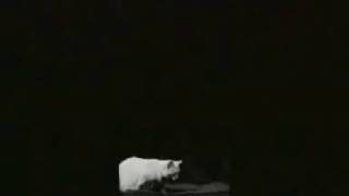 1894 Падение кошки (англ. Falling Cat), Франция (реж. Этьен-Жюль Маре) 1894 Падение кошки (англ. Falling Cat), Франция (реж. Этьен-Жюль Маре)