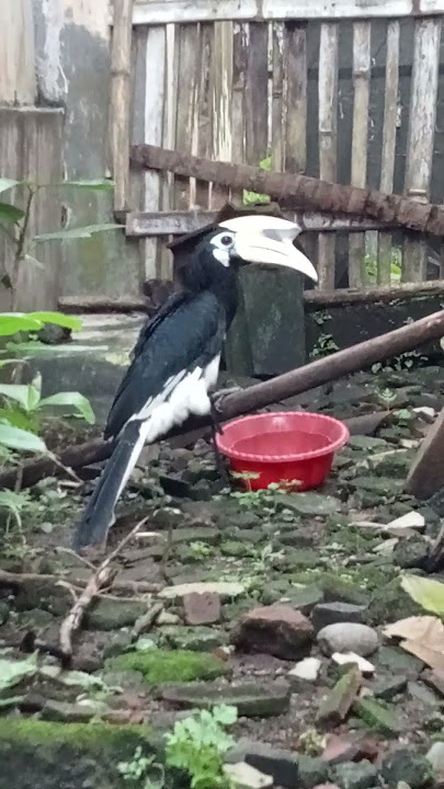white-bellied hornbill / mini hornbill (celaklak)