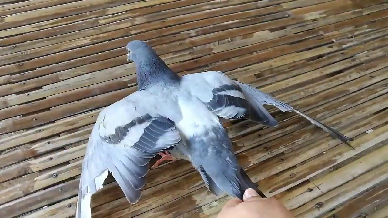 The dove brings good luck to YaNo YouTube