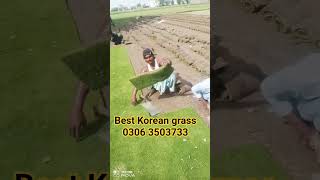 Best Korean grass far sales All Pakistan 0306 3503733
