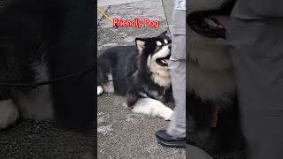 Alaskan Malamute Dog #dogs #animals #shortsvideo