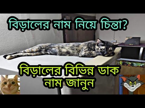 ভিডিও: কীভাবে একটি পুরাতন বিড়ালছানা নাম রাখবেন Name