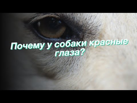 Почему у собаки красные глаза?