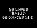 保護した野良猫 茶々まるの今後についてお話します 【感動猫動画】