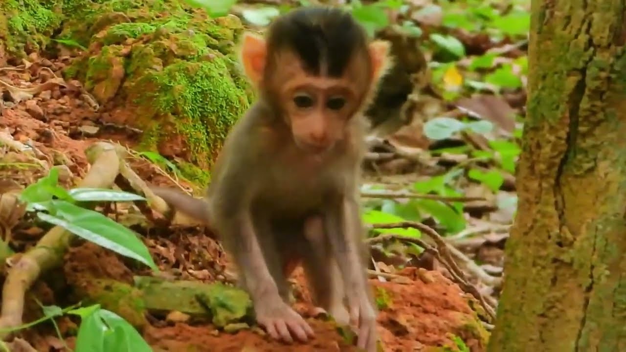 Cuteness overload! Baby monkey arrives at Tayto Park - Limerick Live