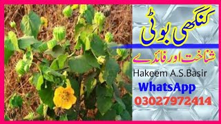 Kanghi Booti|Shanakhat|Faiday|Hakeem A.S.Basir|Whatsapp//03027972414