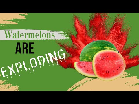 Videó: Dörgő görögdinnye gyümölcs – Mi okozza a görögdinnye felhasadását a szőlőben
