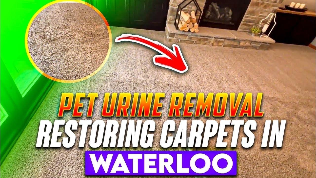 🏡Restorative Carpet Cleaning with Pet Urine Removal Treatment in