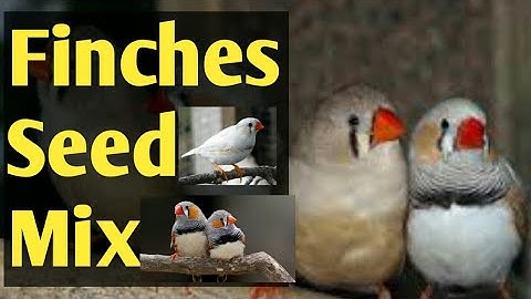 Finches Seed Mix in Hindi Urdu