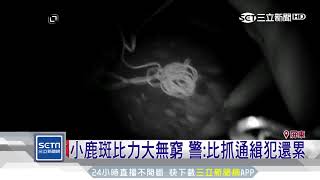 小鹿斑比逛大街！警抓毒品變成抓鹿｜三立新聞台