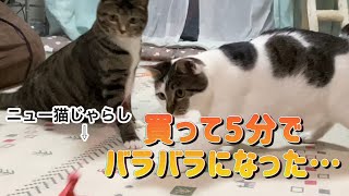 ニュー猫じゃらしが5分で破壊された話 by うみとそら 30 views 10 months ago 6 minutes, 39 seconds