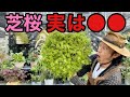 【重要！】みんな大体これで間違ってます　　　【カーメン君】【園芸】【ガーデニング】【初心者】【芝桜】