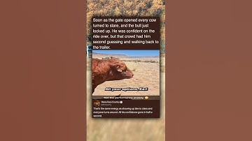 Soon as the gate opened every cow turned to stare, and the bull just locked up. He was confident on
