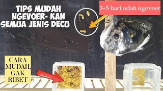 TIPS MELATIH BURUNG DECU CEPAT MAKAN VOER