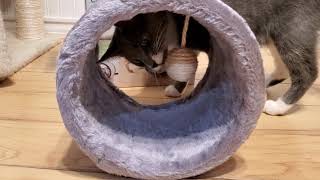 Cats play with new cat scratching roller tunnel fun kitties playing with new toy rolling Zoofari toy by RealReviews YS 80 views 4 years ago 3 minutes, 51 seconds