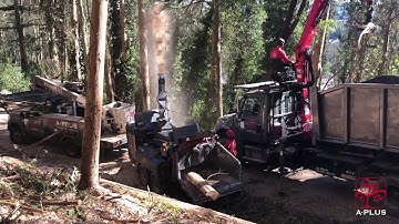 Hazard & Fire Mitigation Tree Removals - UCSF