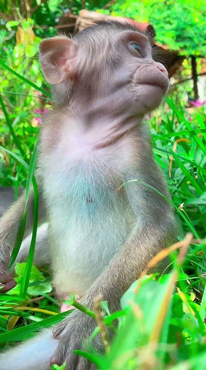 So Sweet Baby Monkey shorts la3 animals bae3 icy YouTube so-sweet-baby-monkey-shorts-la3-animals-bae3-icy-youtube