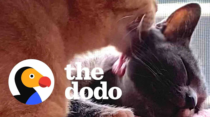 Stray Cat Convinces His Friend They Should Move Into Woman's House  | The Dodo Faith = Restored