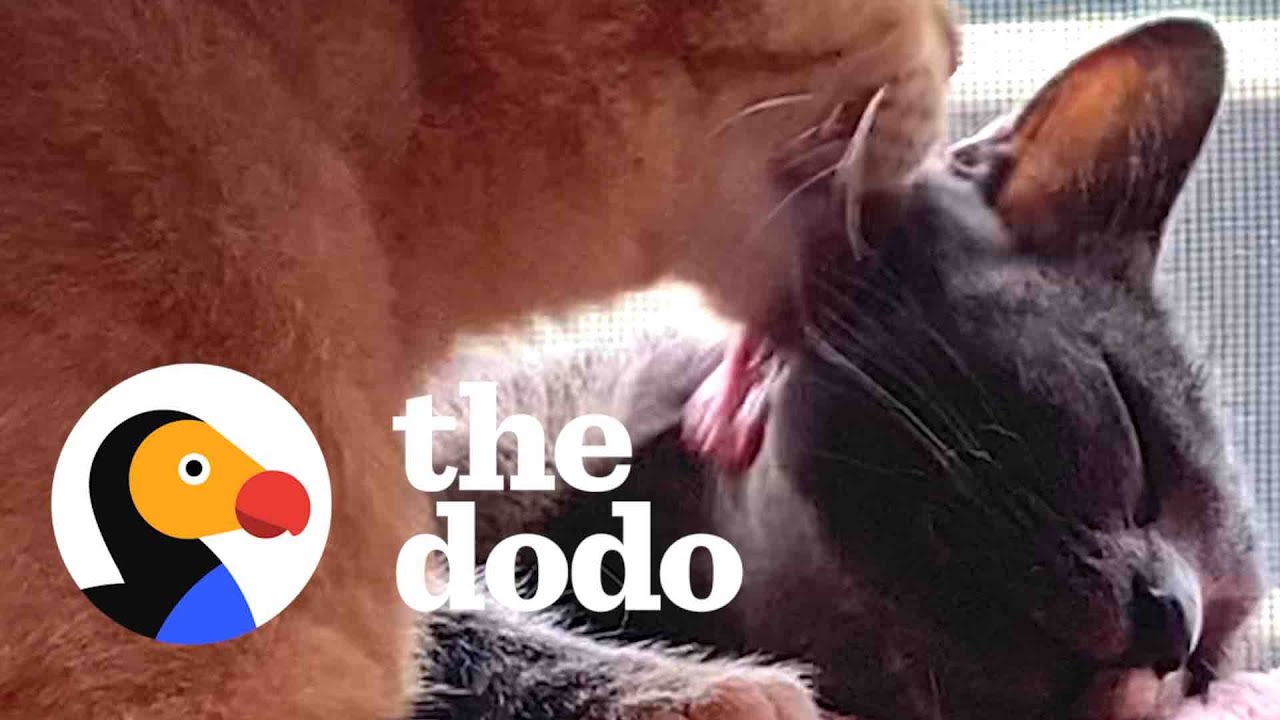Stray Cat Convinces His Friend They Should Move Into Woman's House