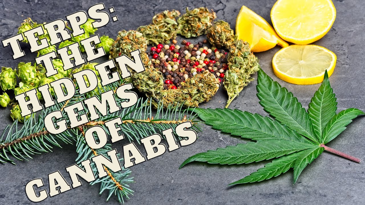 Unleashing the Power of Terpenes: The Hidden Gems of Cannabis