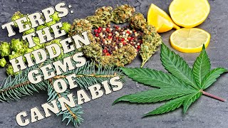 Unleashing the Power of Terpenes: The Hidden Gems of Cannabis