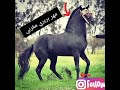 معلومات عن الخيل البربري المغربي والبربري الجزائري 