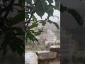 ي ثب ت لي الغ يم دائما أننا م ن طين لذلك ن زه ر تحت زخ ات الم طر ب طريقة ما