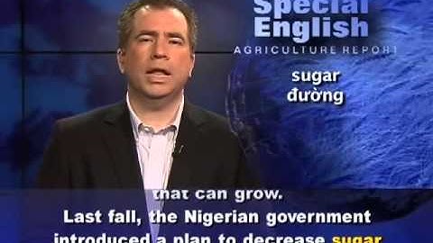 Anh ngữ đặc biệt  Nigeria Sugar VOA