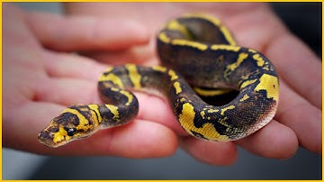 Stranger VS Mahogany: THE SAME?! — Our Results | #Hetflix 139