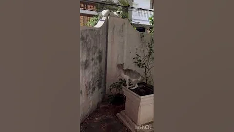 Watch the video about Male cats chasing female cat in heat