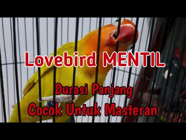 Masteran Lovebird Fighter Paskun Mentil Ngotot class=