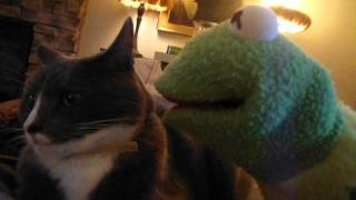 Sampson the cat hurts the frog.
