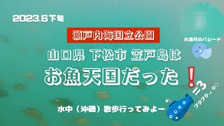 【瀬戸内海国立公園】笠戸島はお魚天国だったミズクラゲのパレード