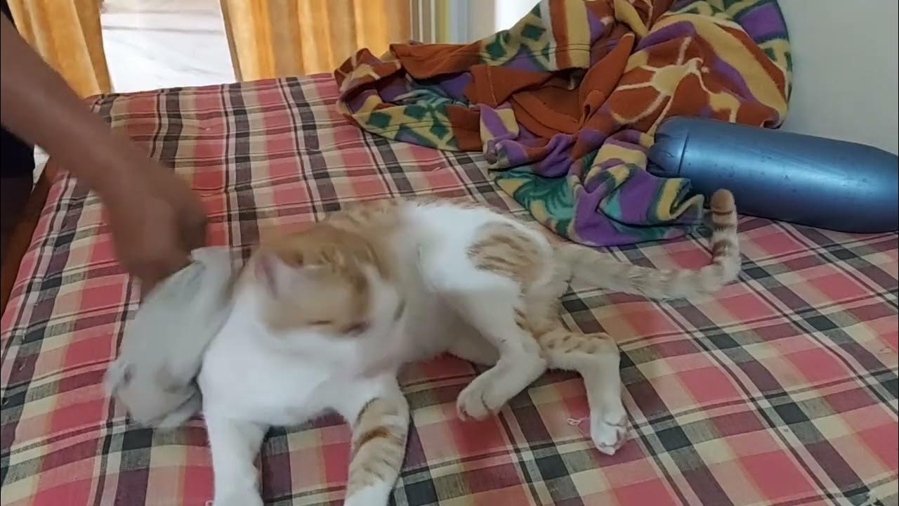 How can I clean my cat's fur without water YouTube