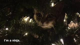 There’s A Cat In The Tree There’s A Cat In The Tree