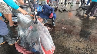 Massive 1000lb Bluefin Tuna and Marlin Cutting - Taiwan Street Food