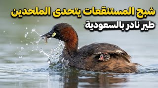 يتحدى الملحدين طيرٌ نادر بالسعودية - عجائب شبح في مستنقعات الحياة البرية (الغطاس الصغير) screenshot 4