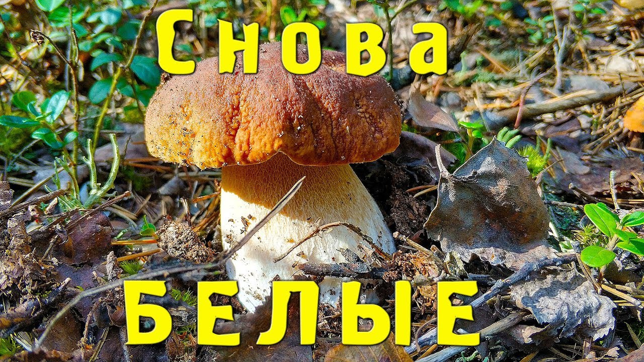 Грибы Съедобные Фото С Названиями Белгородской Области Грибы Съедобные Фото С Названиями Белгородской Области