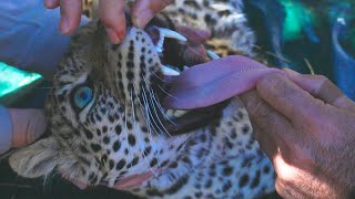 Rescuing A Wild Female Leopard | The Lion Whisperer