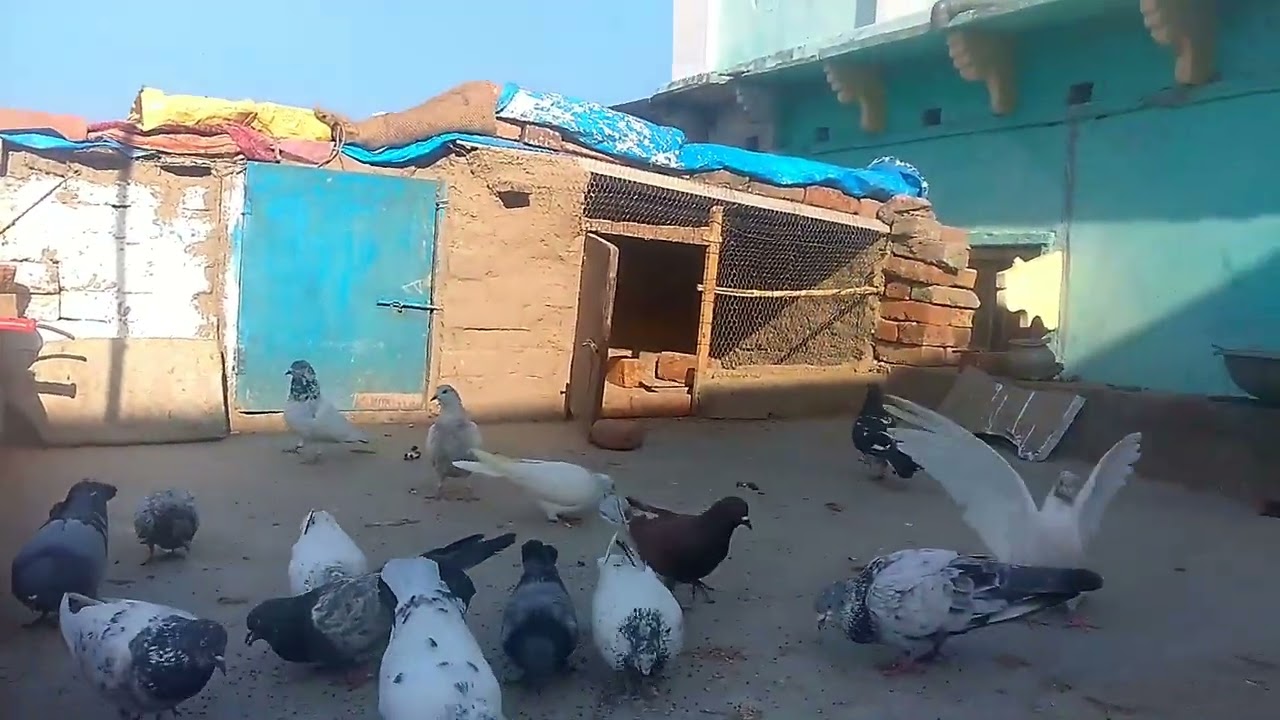 🙅Inka Kabootar🕊️Hmare Pss:कबूत | भारAagya🤣