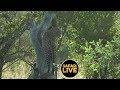 safariLIVE - Sunrise Safari - March 20, 2019