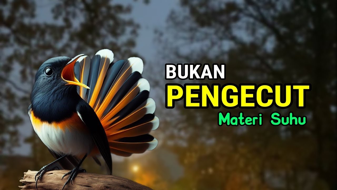 SUARA BURUNG