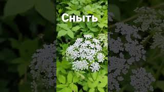 Сныть- растение из 