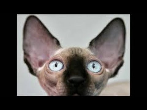 vERY fUNNY cATS 36 - YouTube